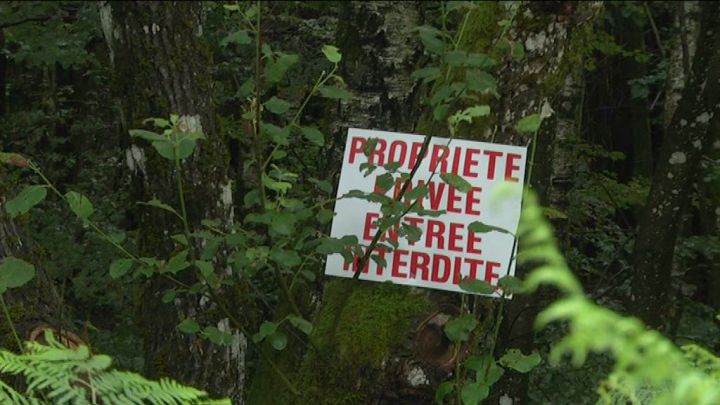La forêt, valeur refuge pour investisseurs ?
