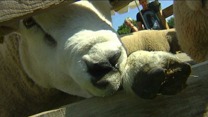 Etalle : fête du mouton