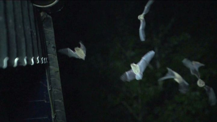 Nuit de la chauve-souris à Freux