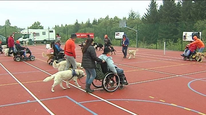 Des chiens en aide aux personnes à mobilité réduite