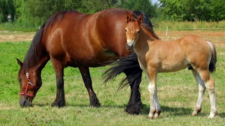Trafic européen de viande de cheval : un Bastognard toujours en prison
