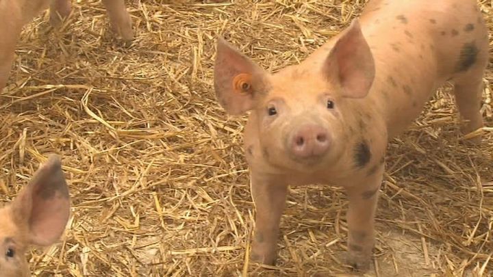 L'inquiétude de la filière porcine Bio 