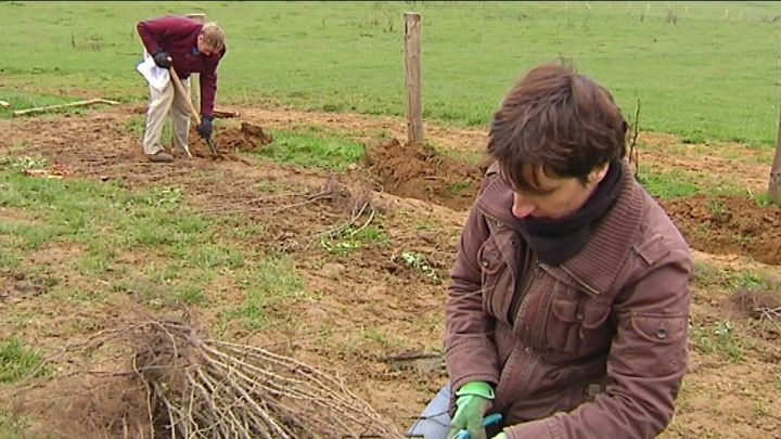 Service citoyen : 50 jeunes bruxellois plantent des haies pour le parc naturel de Gaume