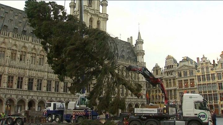 Le sapin de la Grand-Place de Bruxelles provient de Vielsalm