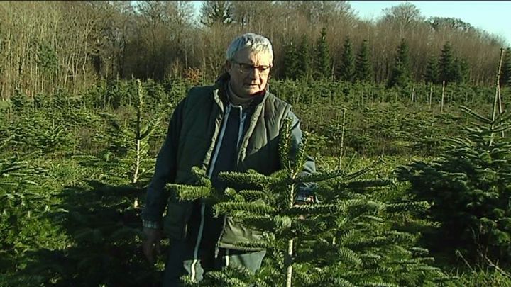 Un petit producteur de sapins de Noël 