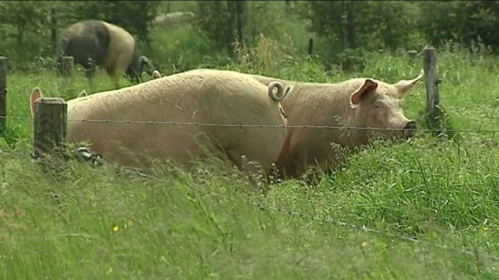 15 millions pour les éleveurs de porcs