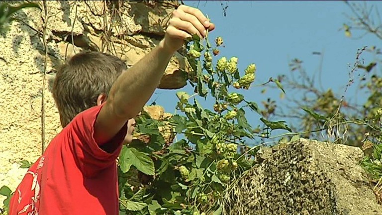 Gérouville : du houblon sauvage pour la Rulles