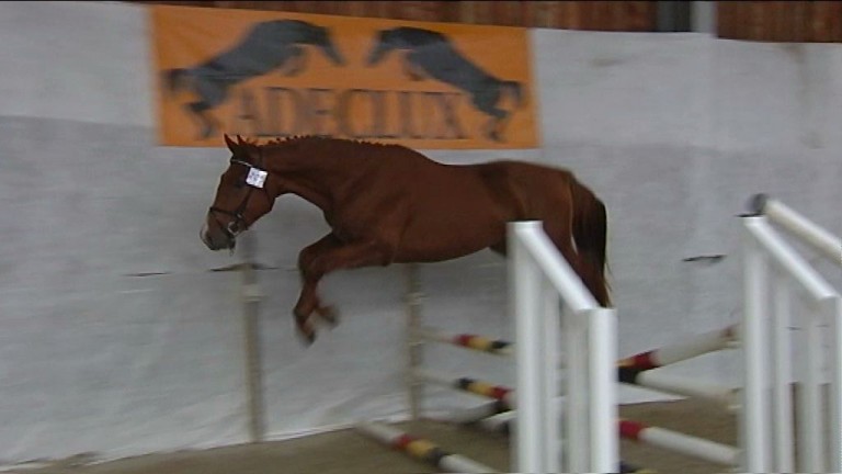 Hatrival : concours de saut pour jeunes chevaux