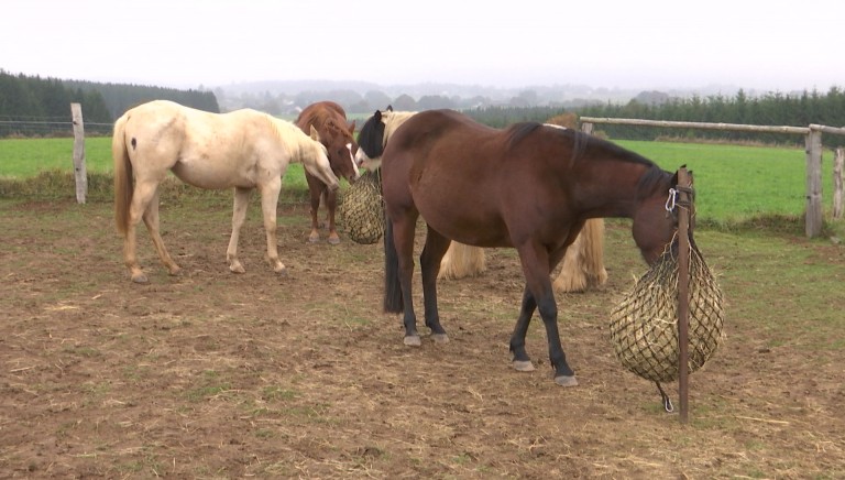 Un Paddock Paradise à Léglise