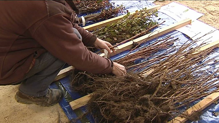 Distribution d'arbres. Où en trouver ce week-end ?