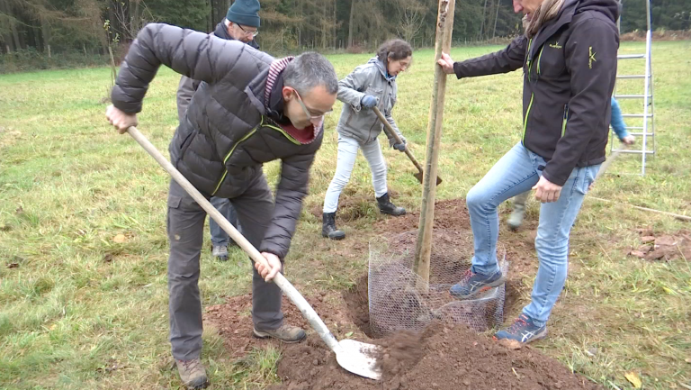 Harre : comment planter un arbre fruitier ?