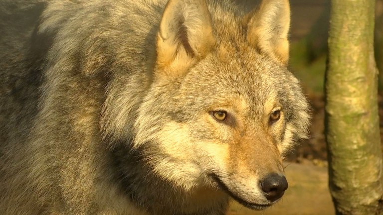 Le loup de retour dans nos régions ?