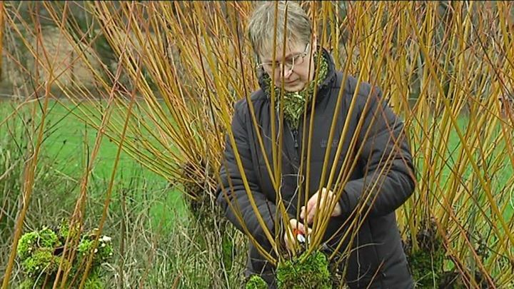 Taille des saules pour osier