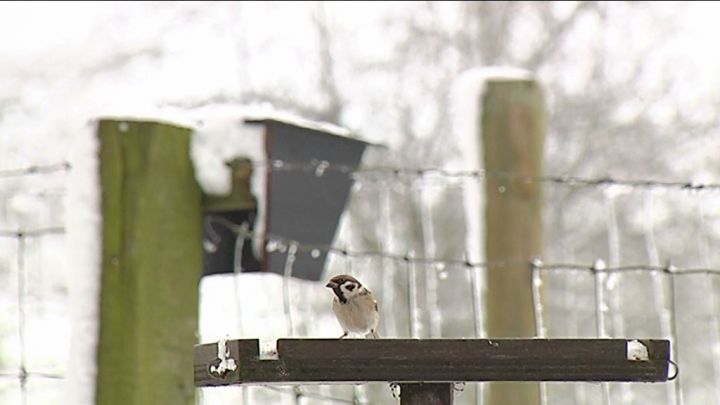 Week-end de recensement des oiseaux les 30 et 31 janvier