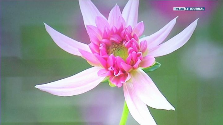 Dans l'intimité des fleurs