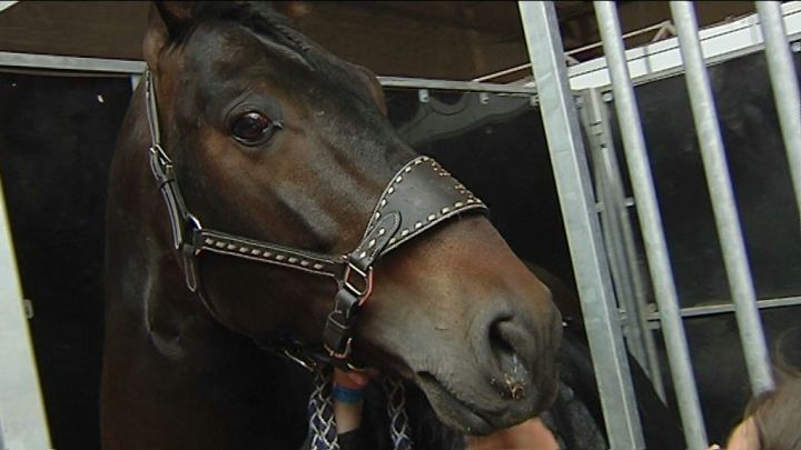 Virus EHV1 : une vingtaine de chevaux mis en quarantaine à Marbehan