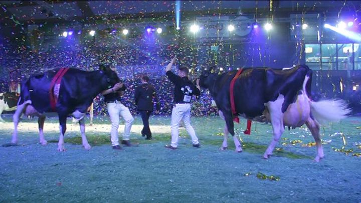 Les plus belles vaches Holstein