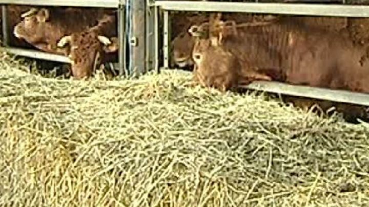 Cas de vache folle confirmé dans les Ardennes françaises