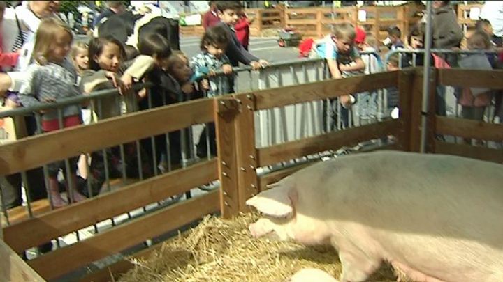 La Ferme en ville s'est installée à Bastogne