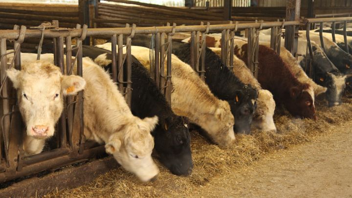 Un demi milliard d'aides européennes pour l'agriculture