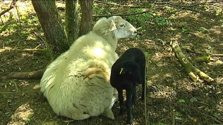 La Roche : des moutons sur la colline