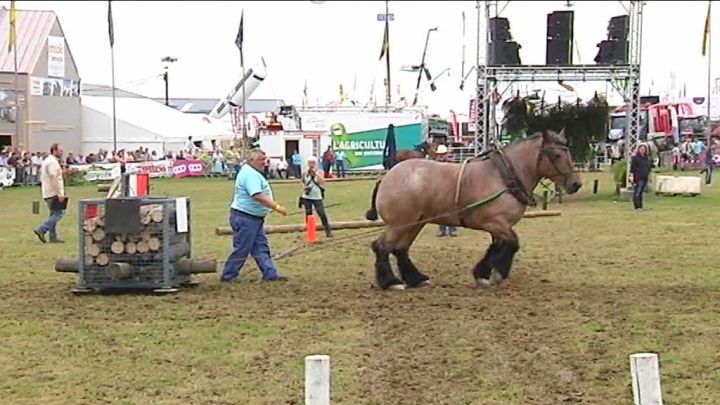 Libramont : des chevaux très adroits
