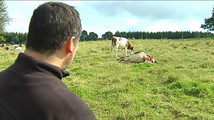 Mellier : vache massacrée et découpée dans une prairie