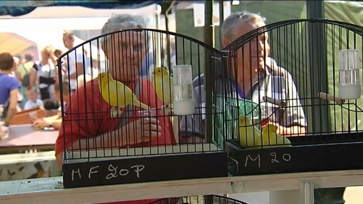 50e Marché aux oiseaux