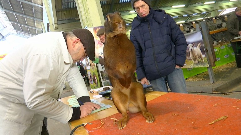 Bastogne : le salon du petit élevage