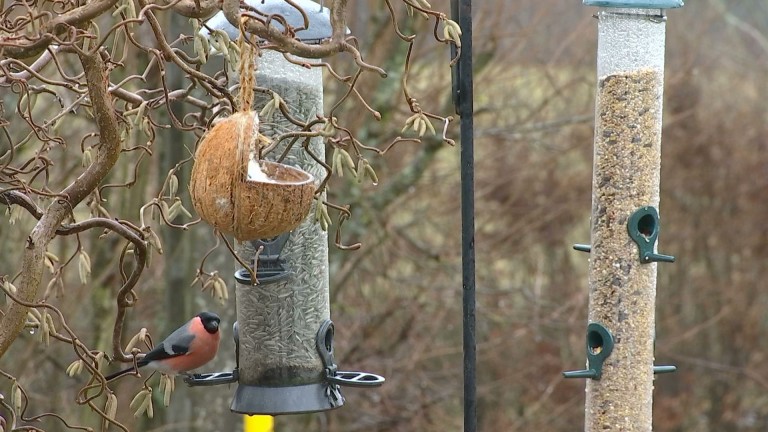 Les oiseaux sont-ils moins nombreux cette année ?