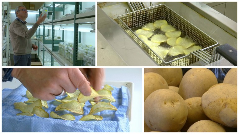 Louisa, future reine des chips ?