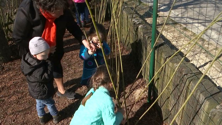 Une haie vivante à l’école de Sainlez