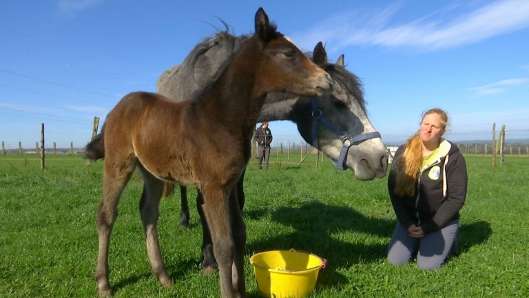 Les poneys Connemara de Christa présentés au Wex ce week-end