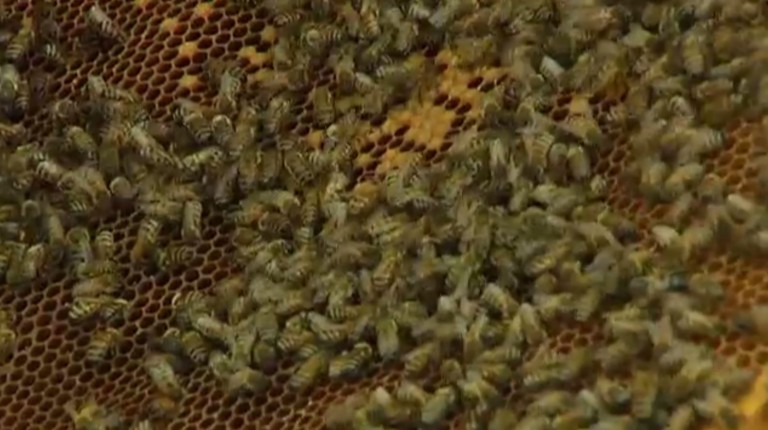Un label Maya 3 abeilles pour Tenneville et Bouillon