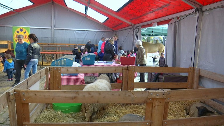 Arlon s'éveille au chant du coq