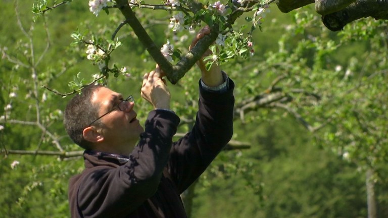 Virton: la récolte de pommes compromise