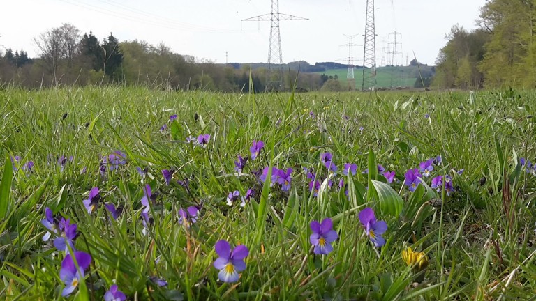 Nassogne. Une biodiversité sous haute tension