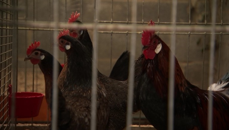 Nouveau cas de grippe aviaire à Sainte-Ode cette fois