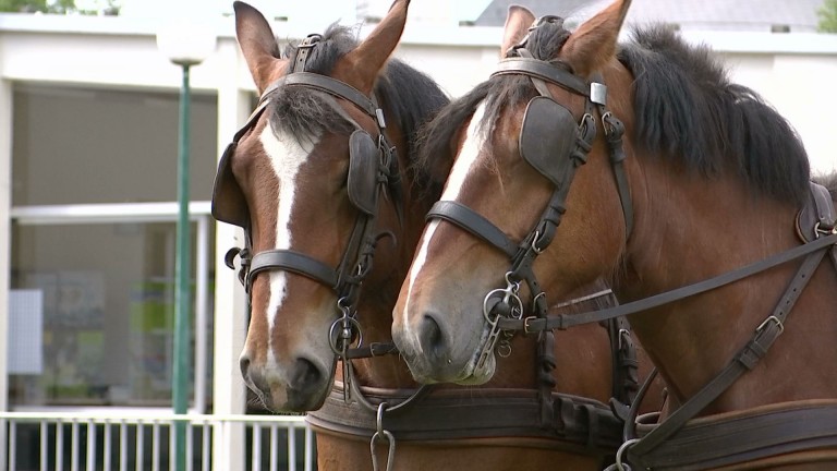 Parc Naturel de Gaume. Le cheval de trait sera mis en valeur dans plusieurs projets