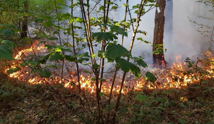 Beauraing: la forêt de Revogne en feu