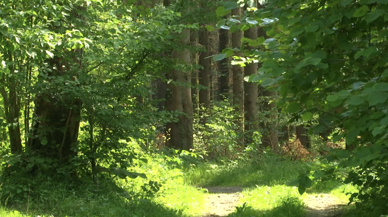 Chiny. Le bois des Croisettes aux mains d'un privé ?