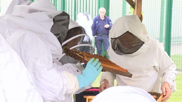 Les prisonniers de Marche apprennent l'apiculture