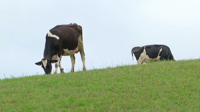 La sécheresse met à mal les réserves de fourrage