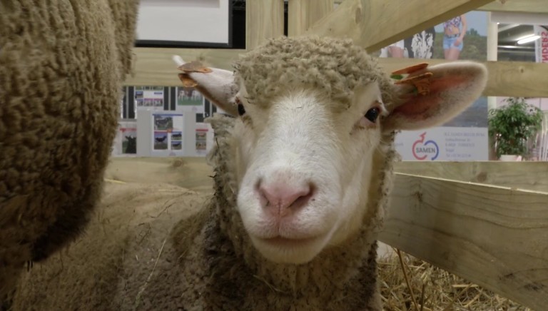 90 % de la viande d'agneau consommée vient de l'étranger