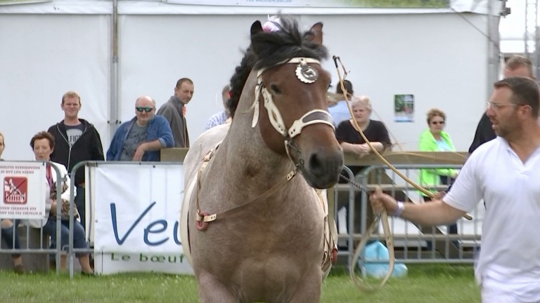 200 chevaux de trait ardennais aux concours