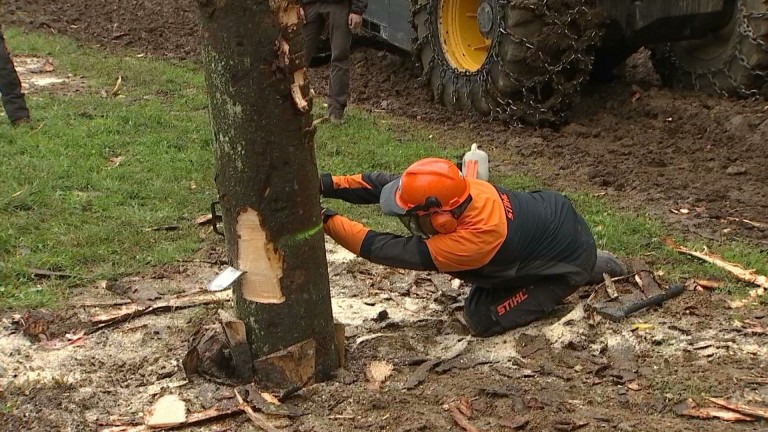 Demo Forest : le concours de bûcheronnage se féminise