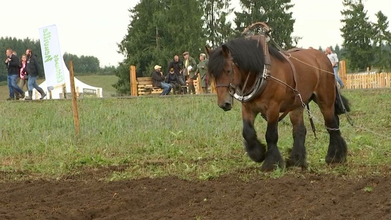 Des nouveautés au concours de débardage de Démo Forest