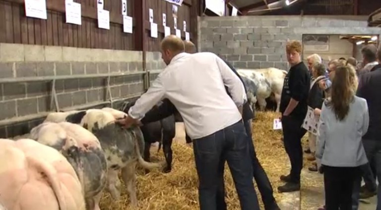 Le meilleur juge de bétail Blanc Bleu Belge est une femme