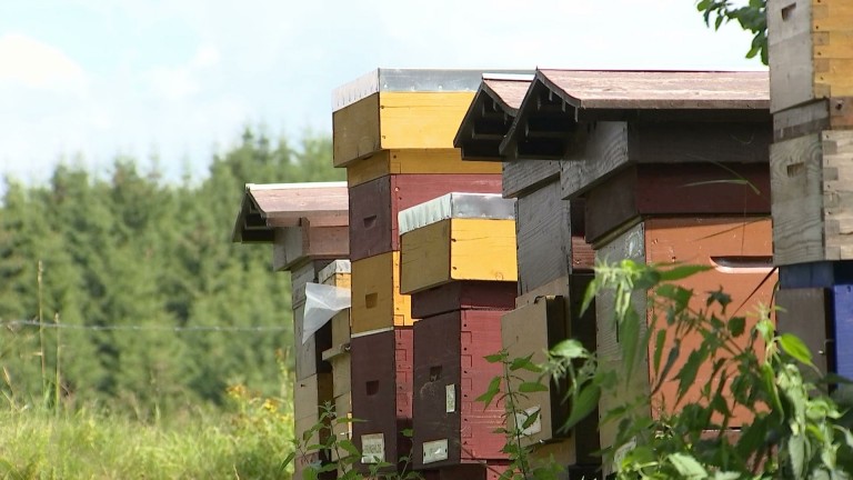 Tenneville. "Préservons l'abeille noire pour toutes ses qualités"