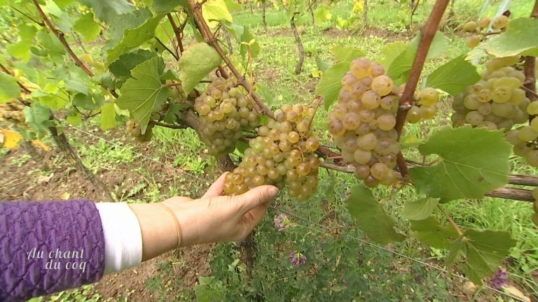 Au Chant du Coq: les vins wallons